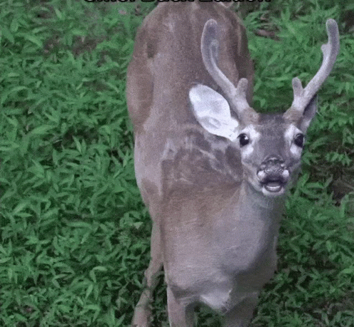 Dyyrlysh Deer GIF