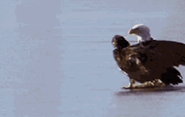 Eagle Bald GIF
