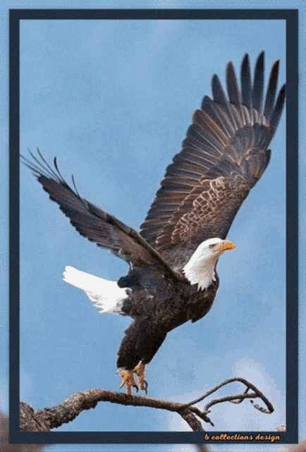 Eagle Eagles GIF