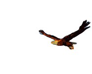 Eagle Flying Eagle Sticker