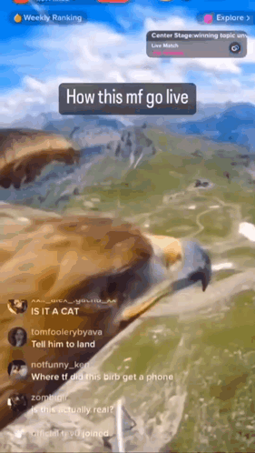 Eagle Livestream GIF