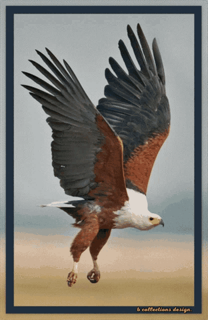Eagles America GIF