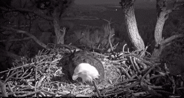 Eagles GIF