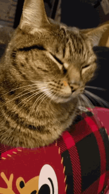 Earthquake Shake GIF