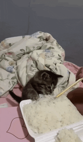 Eat Cute Eat GIF