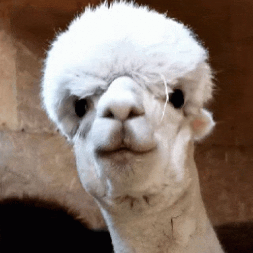 Eat Eat It GIF. This 498 x 498 animated GIF is part of our lama collection. Related themes include eat, eating, eating popcorn. Created by Alpacze. View the…