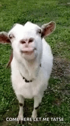 Eat Out Eating Out GIF