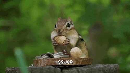 Eating A Nut Eating-a-nut GIF