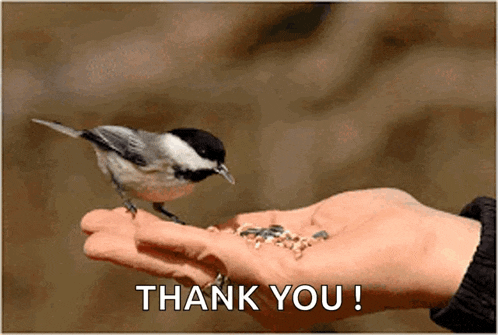 Eating Bird GIF