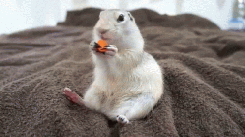 Eating Chillin GIF