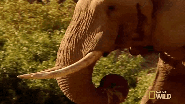 Eating Elephant Vs Rhino Animal Fight Night GIF