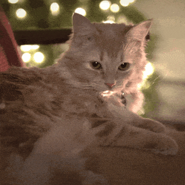 Edgar Rachelhardy GIF