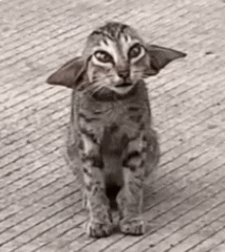 Eeee GIF