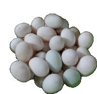 Eggs Sticker