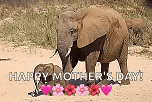 Elephant Baby GIF