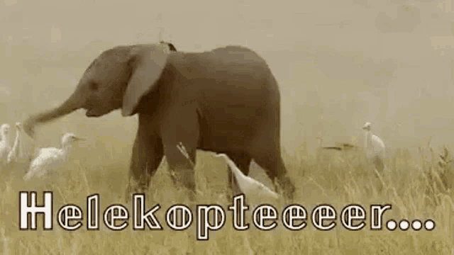 Elephant Play GIF