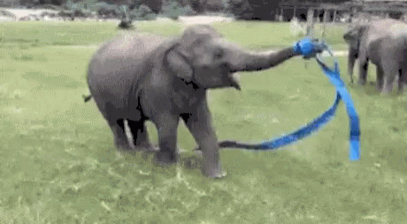 Elephant Ribbon Dance GIF. This 460 x 254 animated GIF is part of our cutting ribbon collection. Related themes include elephant. Created by cali7. View the…
