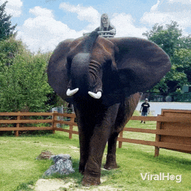Elephant Ride Viralhog GIF