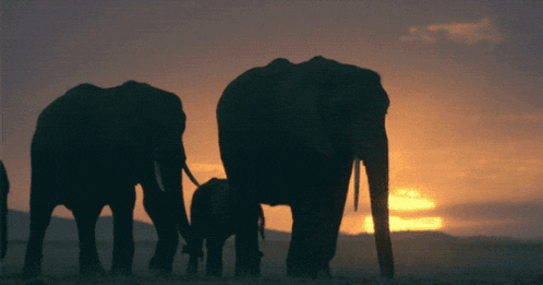 Elephants Africa GIF