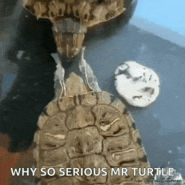 Elias Turtle Wake Up GIF