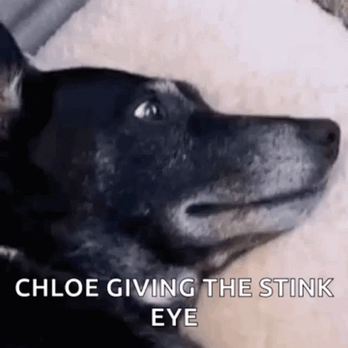 Ella Suspicious Dog Ella GIF. This 498 x 498 animated GIF is part of our simpsons suspicious dog collection. Created by Jennyrea. View the original…