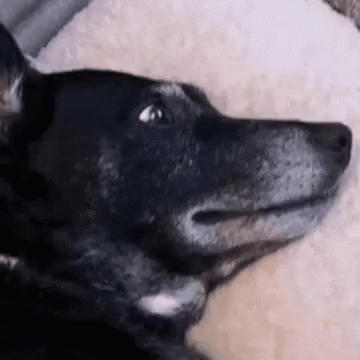 Ella Suspicious Dogella GIF. This 360 x 360 animated GIF is part of our simpsons suspicious dog collection. Created by Rlb500. View the original animation…