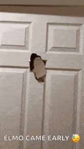 Elmo Elmo Gifs GIF