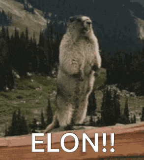 Elon Ace GIF
