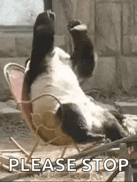 Embarrassed Panda GIF