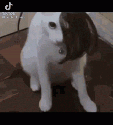 Emo Cat GIF