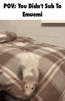 Emuemi Rat GIF. This 220 x 342 animated GIF is part of our pizza rat collection. Related themes include rat. Created by Hugh303. View the original…