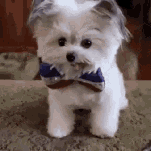Encouragement You GIF