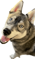 Enigmaticatt Dog Sticker