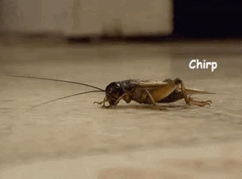 Enriquecamposc GIF. This 498 x 370 animated GIF is part of our cricket collection. Created by Enriquecampsc182. View the original animation, share it, or…