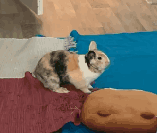 Erzika Bunny GIF