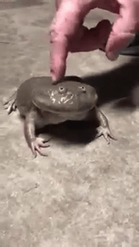 Escape Frog GIF. This 281 x 498 animated GIF is part of our toad screaming collection. Related themes include cute, escape, frog. Created by amdjed1107…