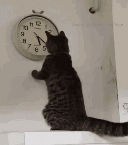 Esperando GIF. This 440 x 498 animated GIF is part of our looking at watch collection. Created by Marcinho1234. View the original animation, share it, or…