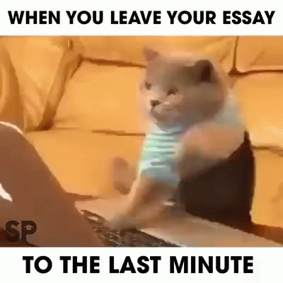 Essay Cat GIF. This 400 x 400 animated GIF is part of our its bad writing collection. Related themes include cat. View the original animation, share it, or…