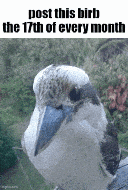 Essica Birb GIF