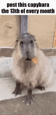 Essica Monthly GIF