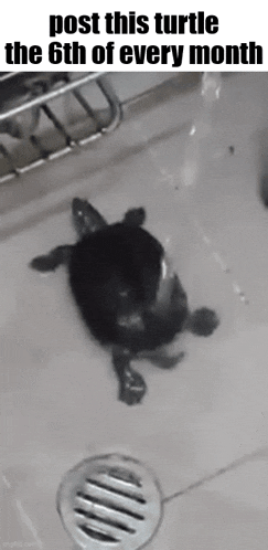 Essica Monthly GIF