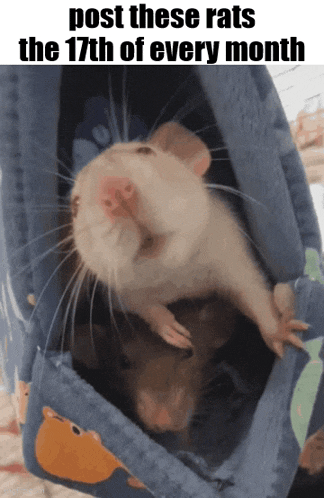 Essica Monthly GIF