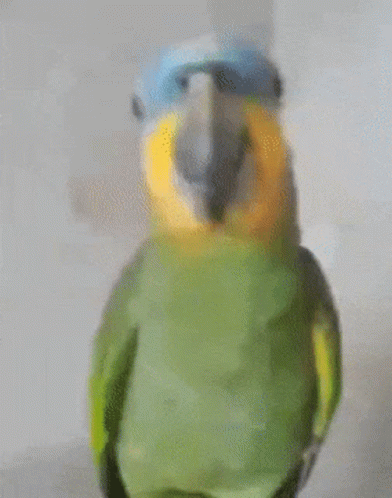 Eu Gosto Muito Desse Grupo Eu Luciano Eduardo GIF. This 392 x 498 animated GIF is part of our isso a tudo pessoal collection. Created by O_Luuuisss. View…