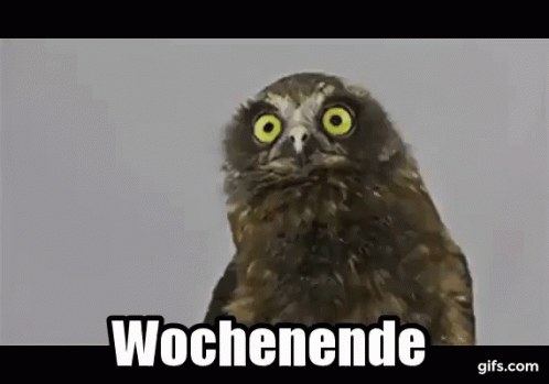 Eule: Wochenende GIF