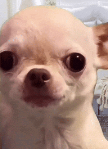 Evi Dawg Chihuahua GIF