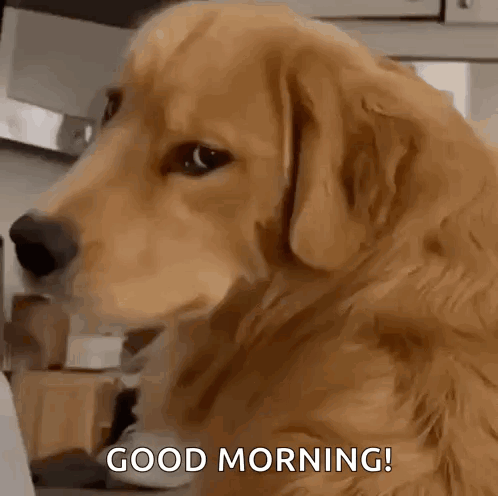 Evil Dog Dog GIF