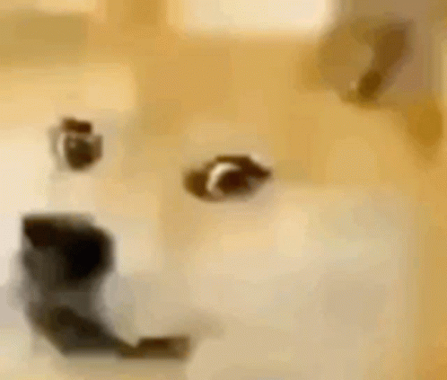 Evil Grin GIF. This 498 x 423 animated GIF is part of our shiba inu smile collection. Related themes include smile. Created by boopyboo. View the original…