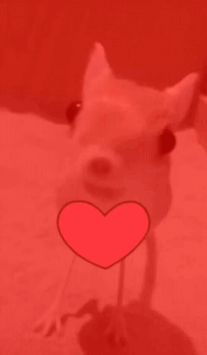 Evil Jerboa GIF