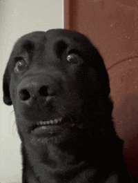 Ew Disgusted Dog GIF