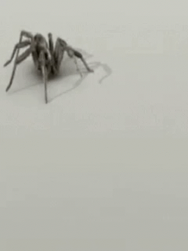 Eww A Spider GIF. This 373 x 498 animated GIF is part of our spider collection. Created by mrtop5. View the original animation, share it, or browse related…